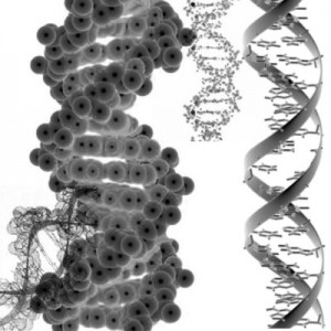 230508DNA 300x300 Кисть для фотошопа   ДНК DNA